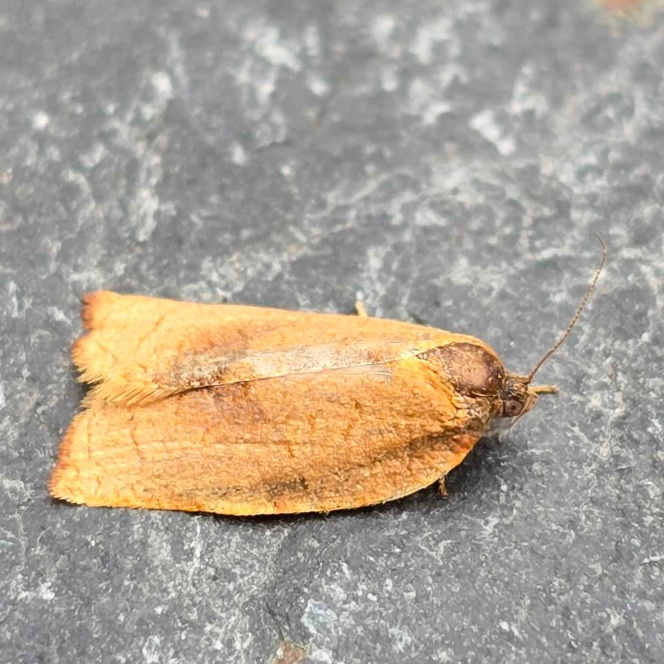 Photo of Carnation Tortrix (Cacoecimorpha pronubana)